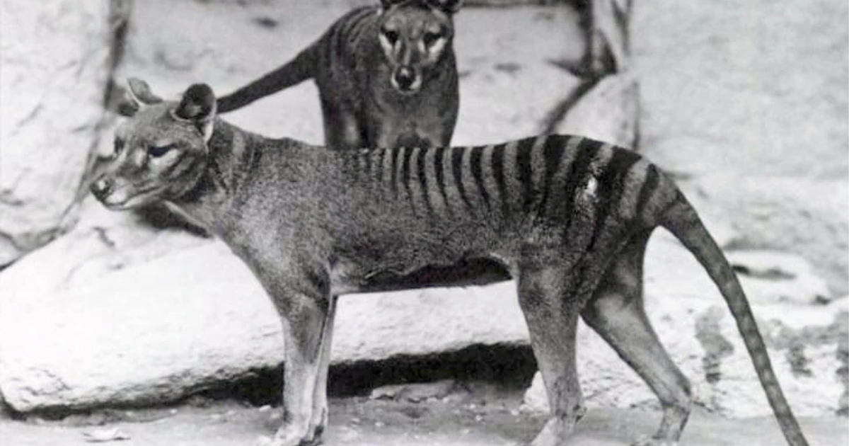 Wikipedia Tasmanian Tiger