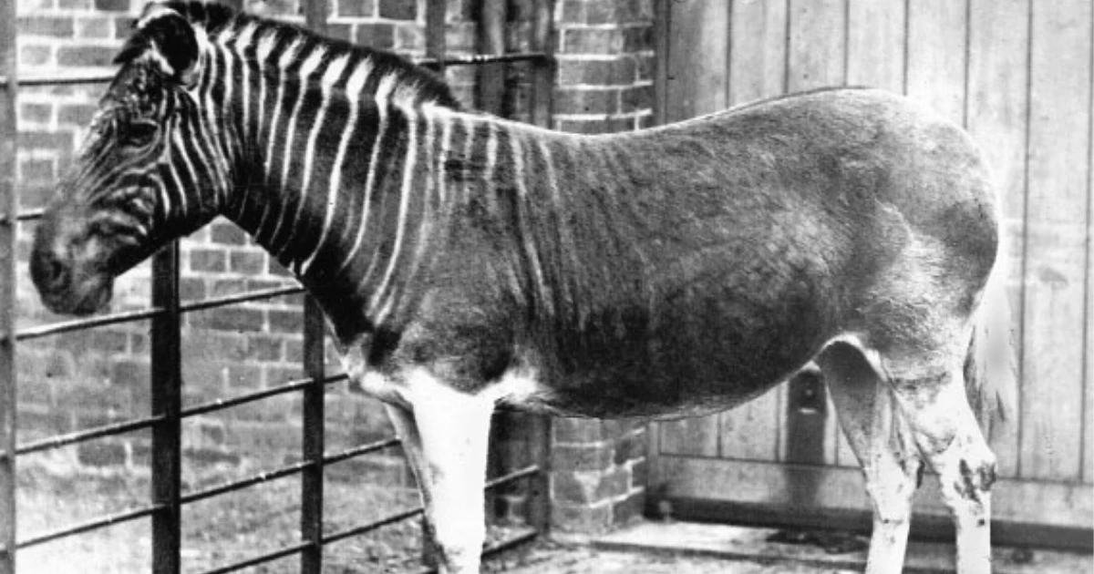 Wikipedia Quagga