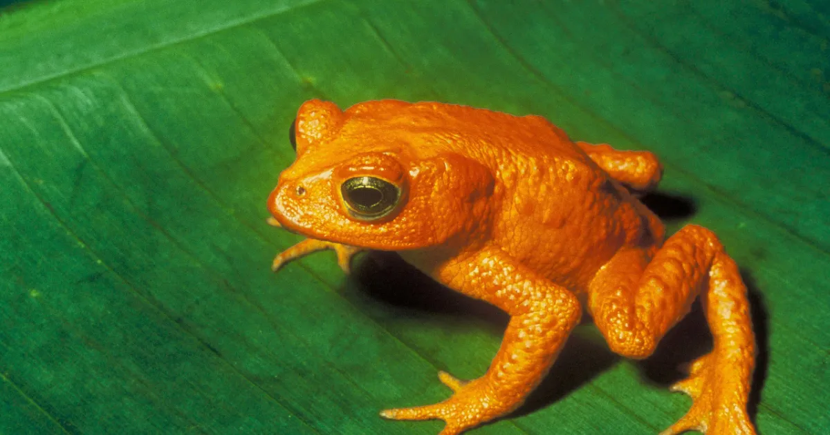 Wikipedia Golden Toad