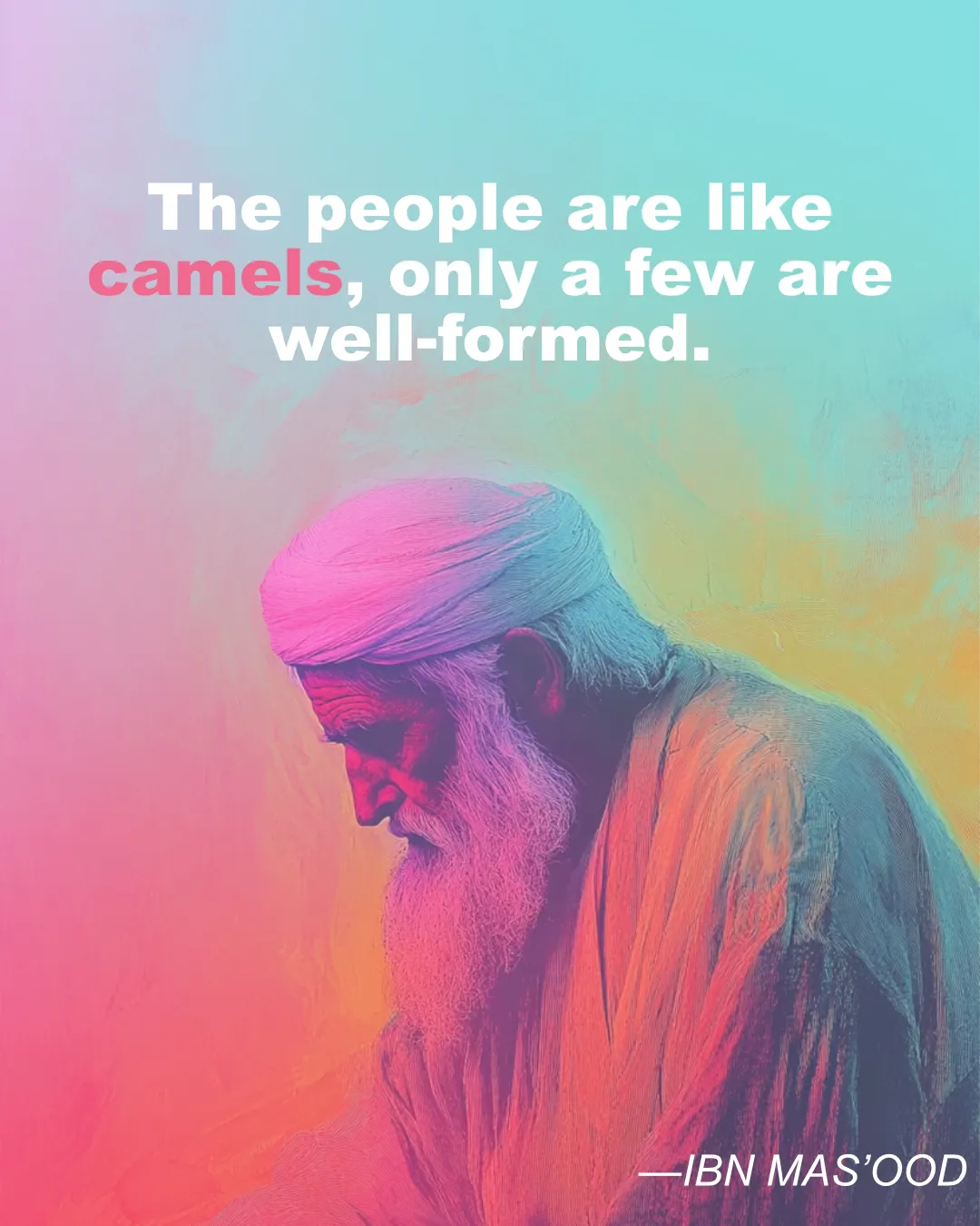 IBN MAS OOD Camels