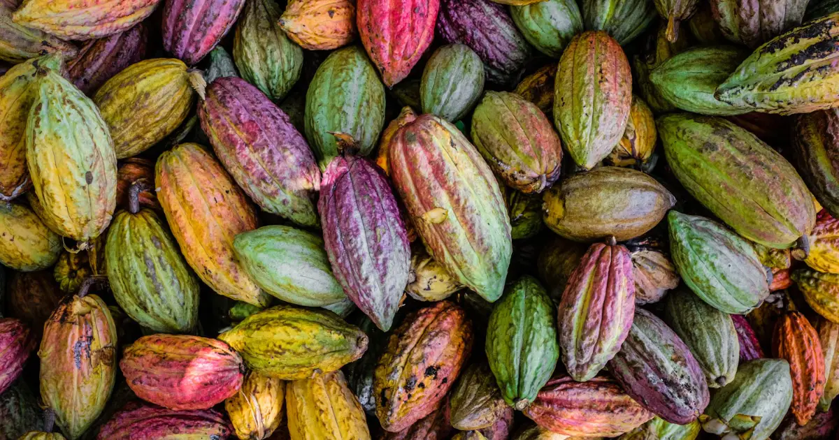 Lindt & Sprungli The Lindt Cocoa Foundation