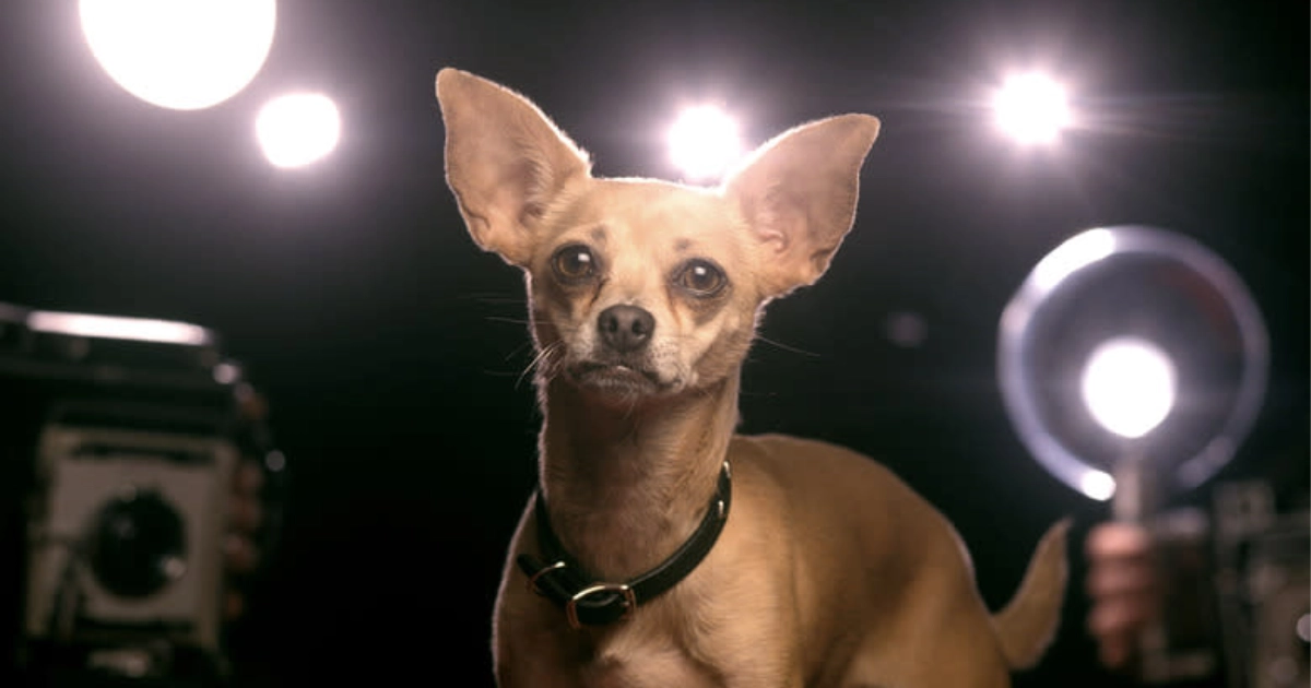 GIDGET THE TACO BELL CHIHUAHUA