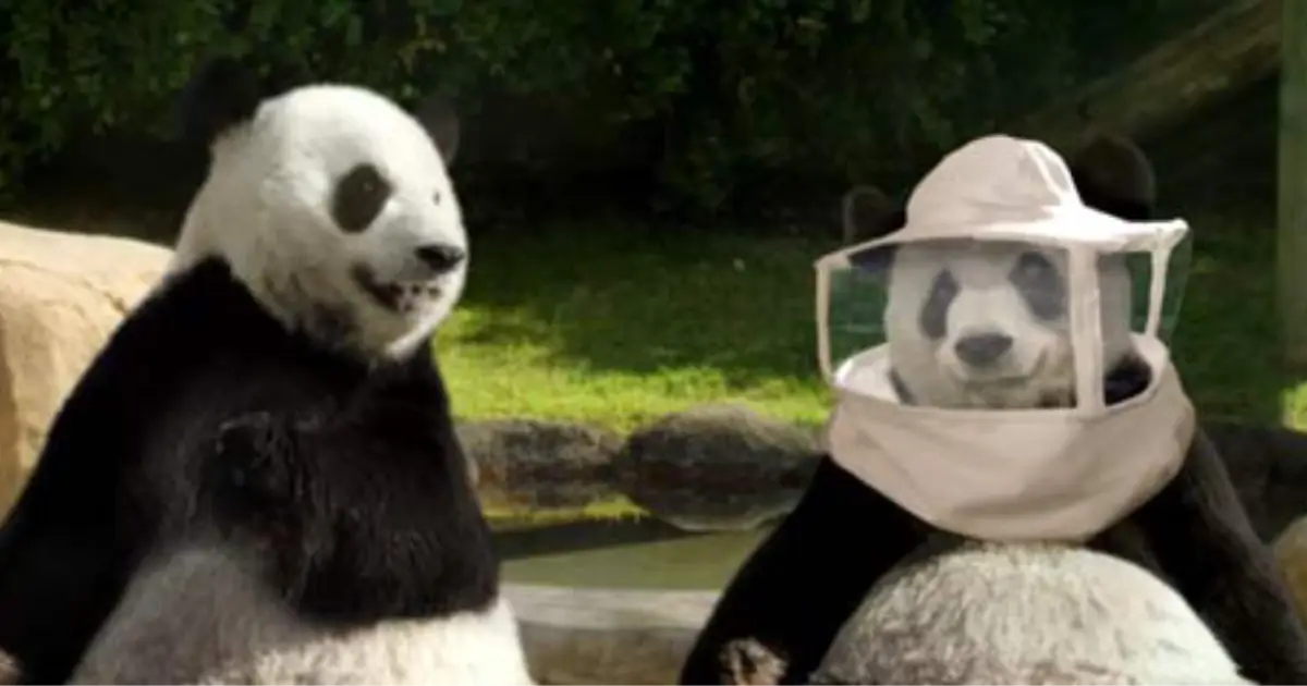 TOM TOM AND EDDIE Panda Express